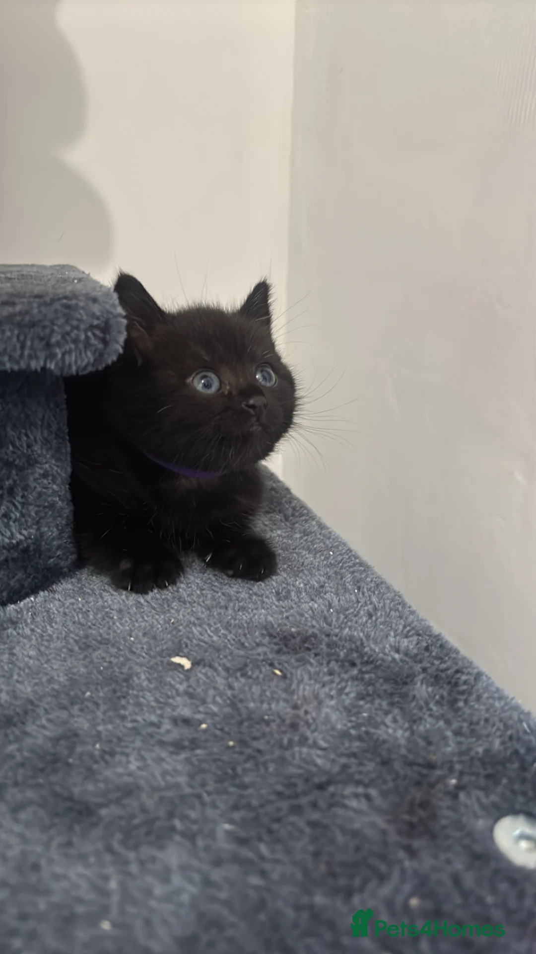 Mixed Breed cats for sale: British shorthair x - Advert 2