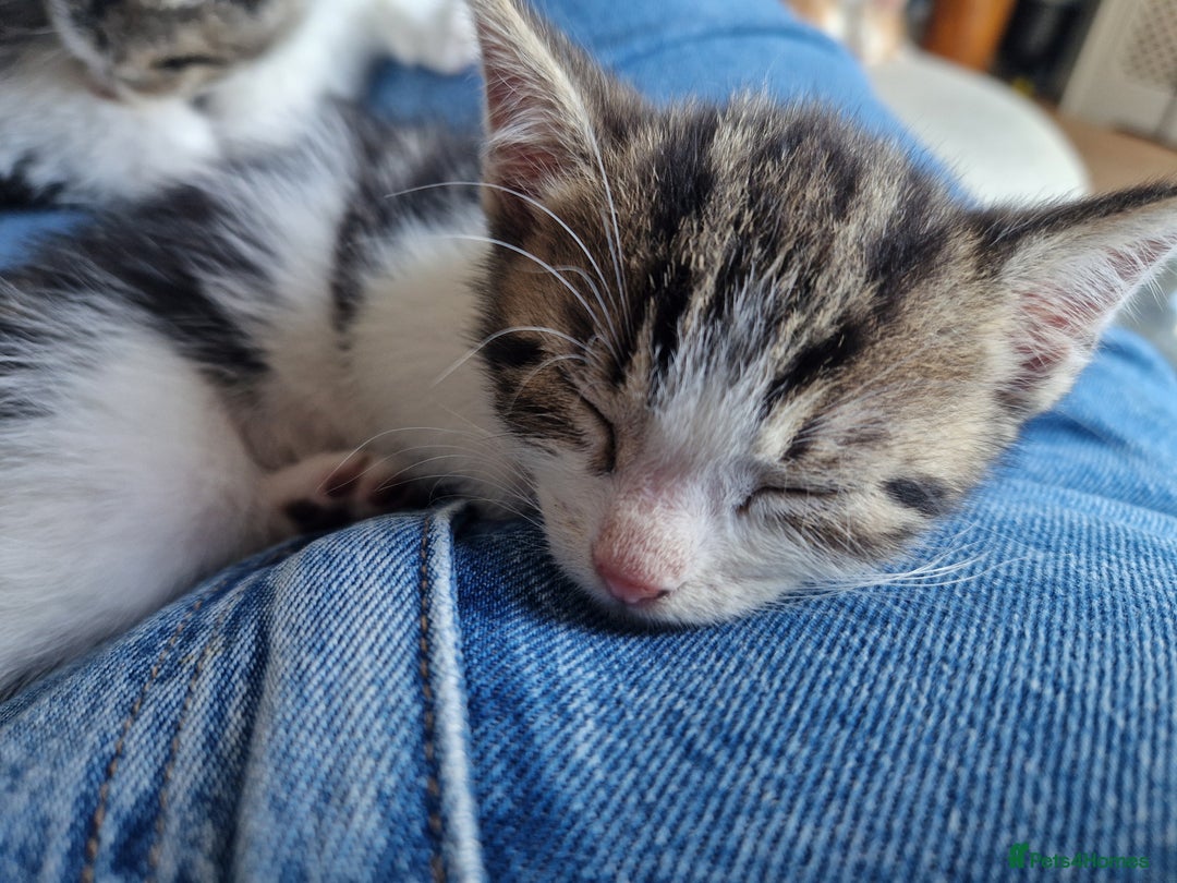 British Shorthair cats for sale: Six Gorgeous Kittens Available From Next Week - Image 11