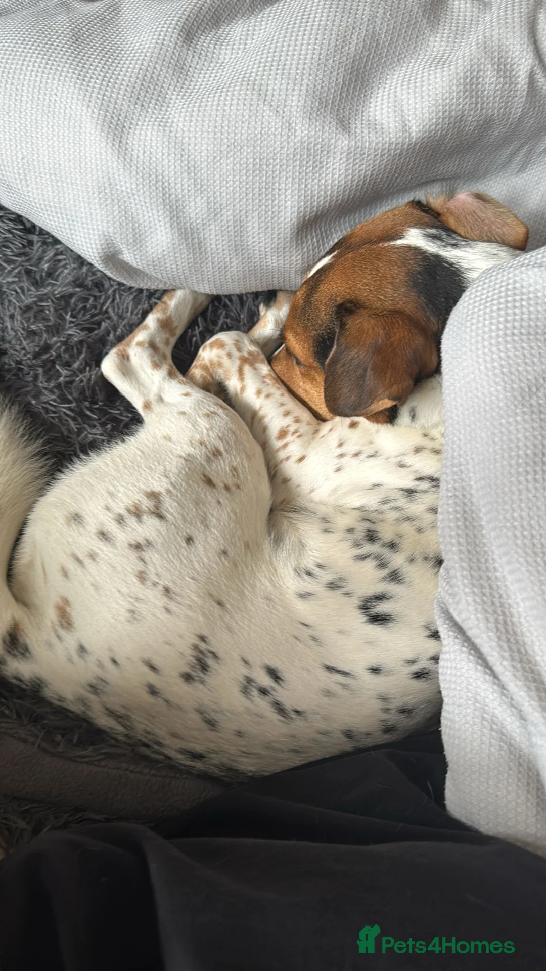 Jack Russell dogs for sale: JRT for rehoming due to relocation for work abroad - Advert 2