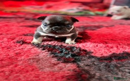 French Bulldog dogs for sale: Chunky French bulldog puppies  - Image 27