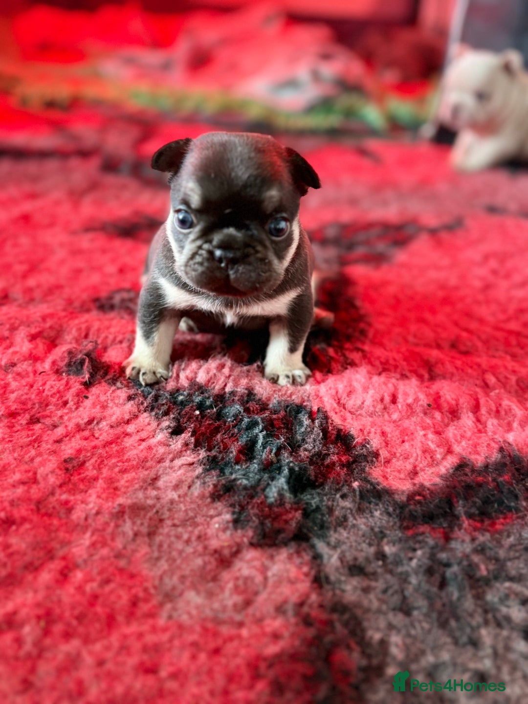 French Bulldog dogs for sale: Chunky French bulldog puppies  - Image 27