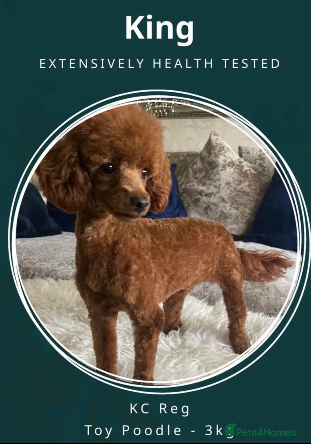 Toy Poodle dogs for sale: Beautiful red Toy Poodle Puppies  - Image 5