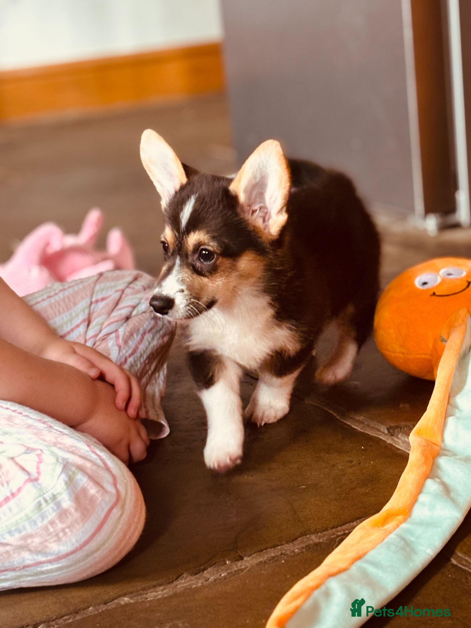 Welsh Corgi Pembroke dogs KC Tri boy ready now, from health tested parents - Advert 2