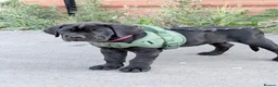 Cane Corso dogs for sale: Rare Solid Black Corso Female | Elite EU Bloodline in Canterbury - Advert 10