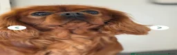 Cavapoo dogs for sale: F1 Cavapoo’s - Advert 4