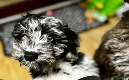Cockapoo dogs for stud: F1 Blue Phantom merle Cockerpoo standing at stud in Basildon - Image 36