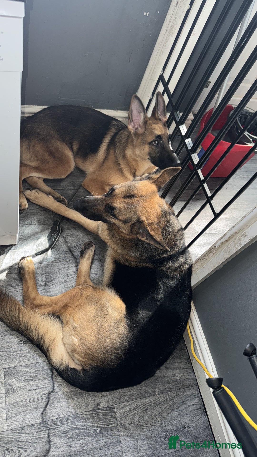 German Shepherd dogs for sale:  Beautiful German Shepherd  - Image 2