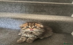 Scottish Fold cats for sale: RARE Triple folded ear Scottish fold kittens  - Image 4