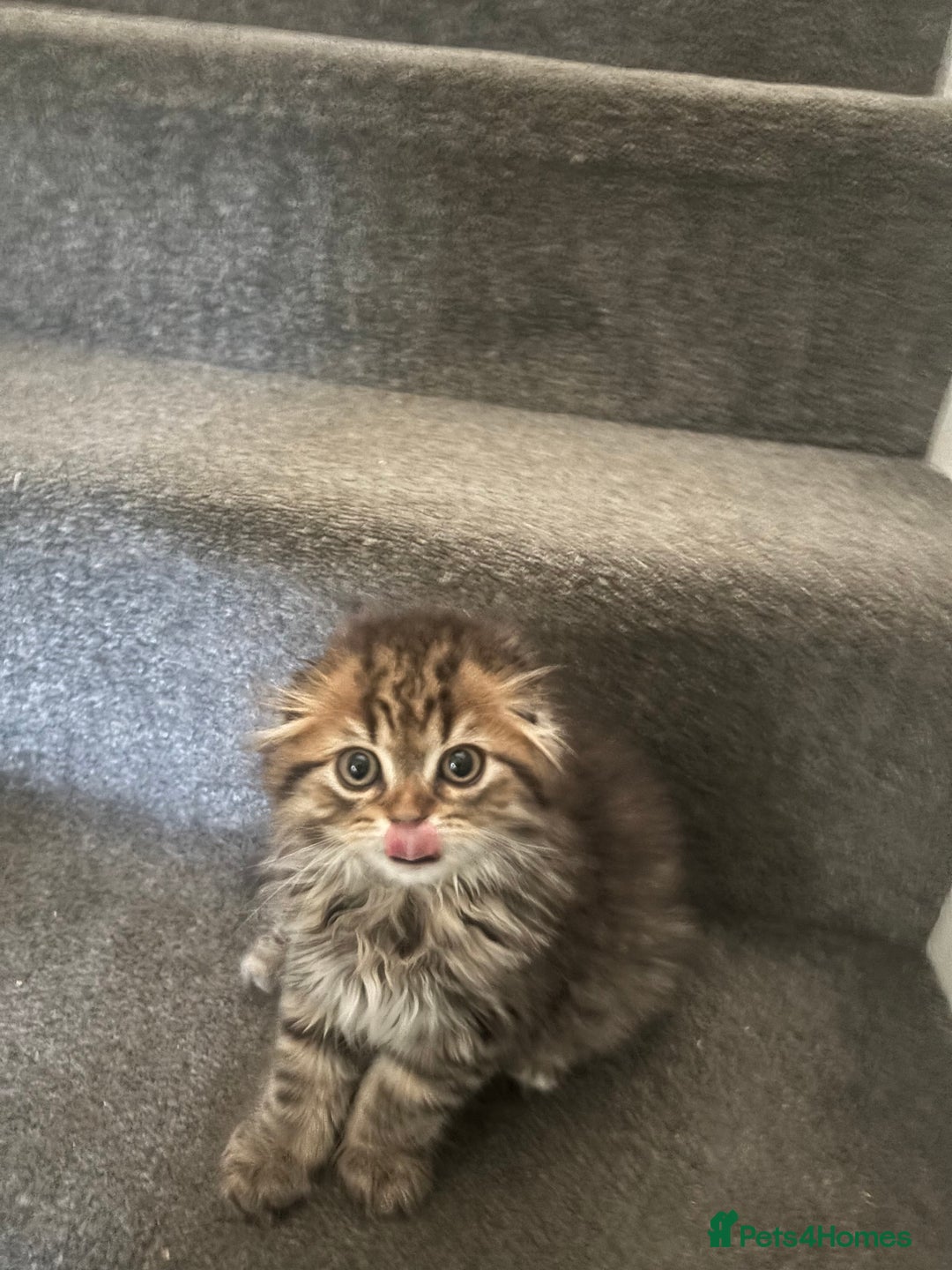 Scottish Fold cats for sale: RARE Triple folded ear Scottish fold kittens  - Image 4