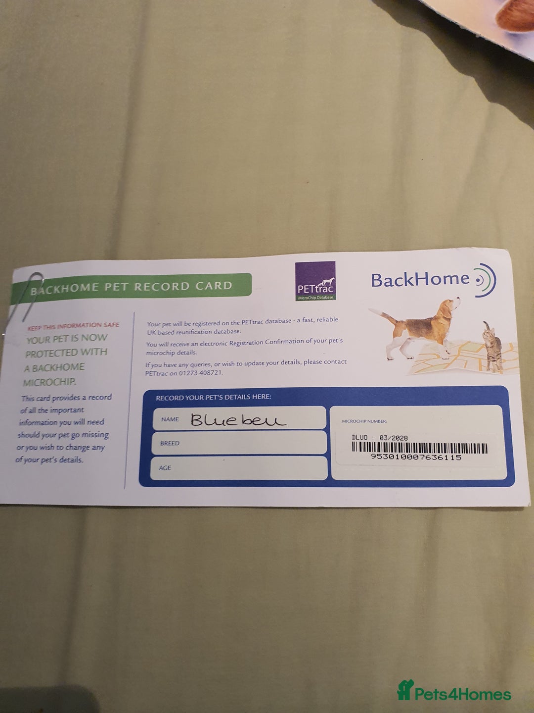 British Shorthair cats for sale: Bluebell is looking for a forever home - Image 11