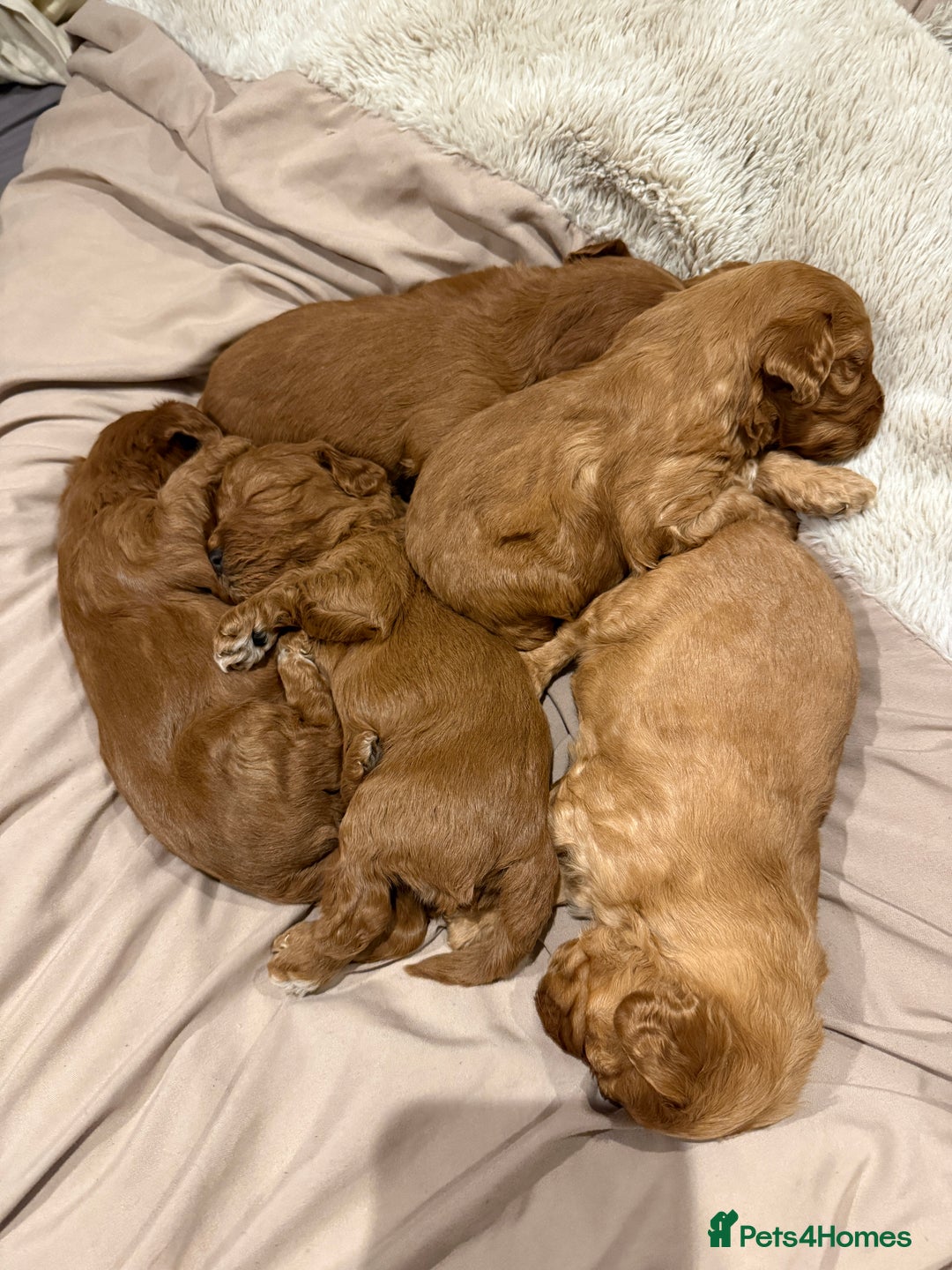 Cockapoo dogs for sale: 4 beautiful cockapoo puppies available  - Advert 12
