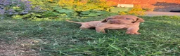 Hungarian Vizsla dogs for sale: 🌟Stunning, strong health tested KC pups 🌟  - Advert 8