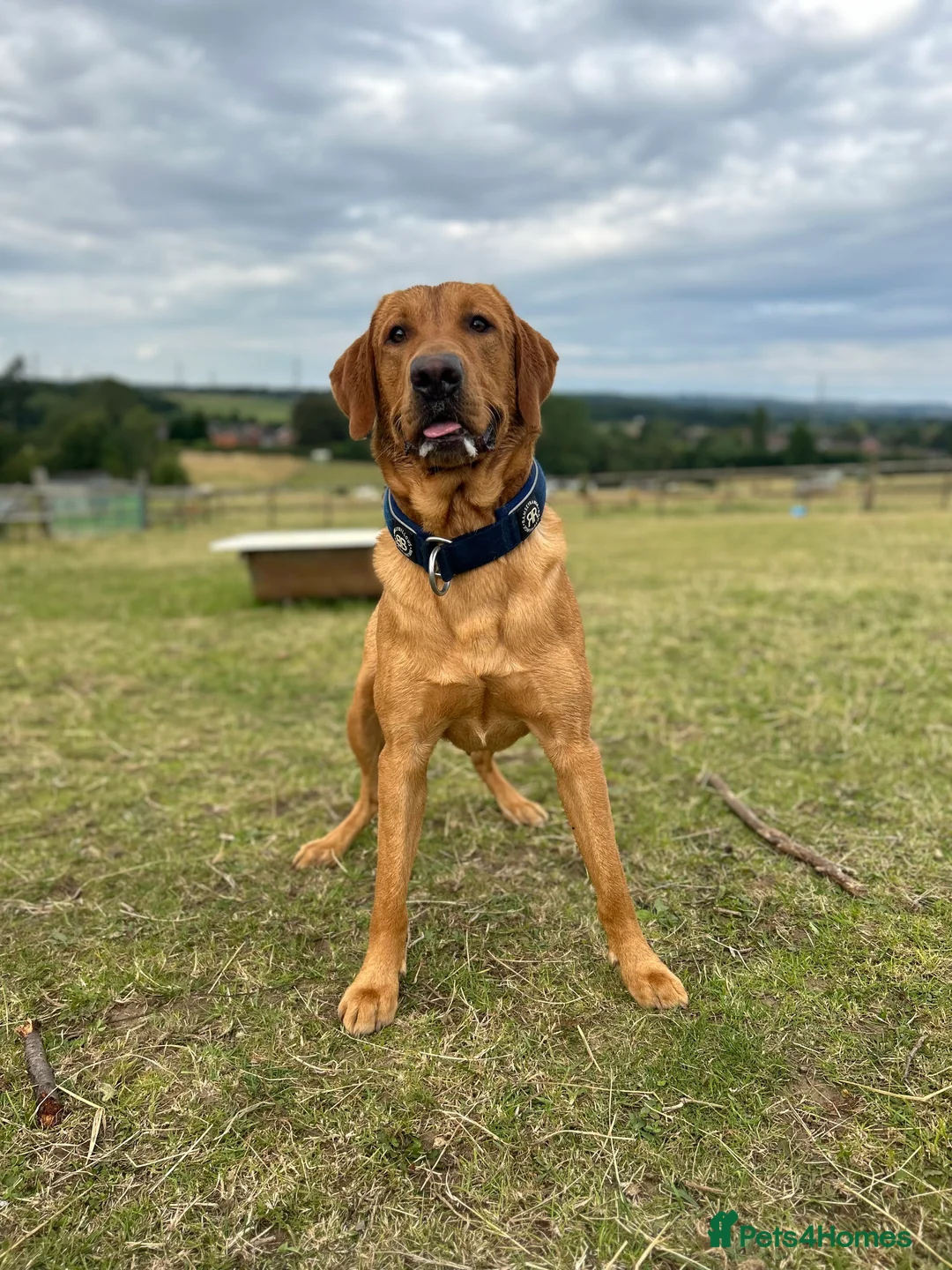 Labrador Retriever dogs for stud: Pedigree Health tested Fox Red Labrador for stud  in Wolverhampton - Advert 3