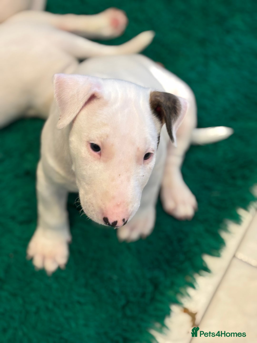English Bull Terrier dogs for sale: English bull terrier puppies  - Image 6