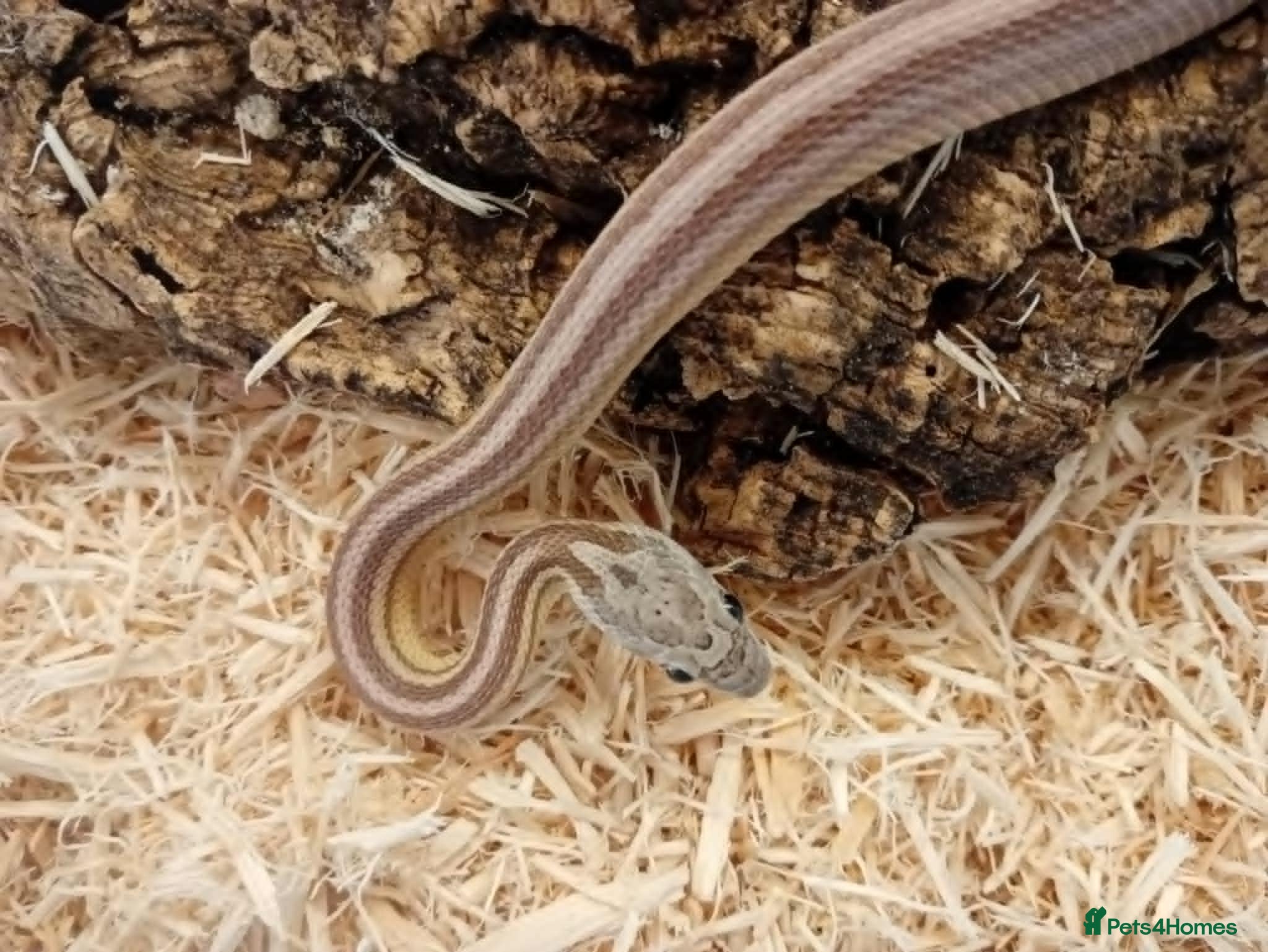 Corn Snake reptiles Beautiful, Captive-Bred Corn Snakes – DJL Exotics - Advert 1