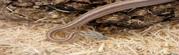 Corn Snake reptiles for sale: Beautiful, Captive-Bred Corn Snakes – DJL Exotics - Advert 1