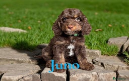 Cockapoo dogs for sale: ⭐️REDUCED⭐️ chocolate tri colour DNA clear F1 - Image 12