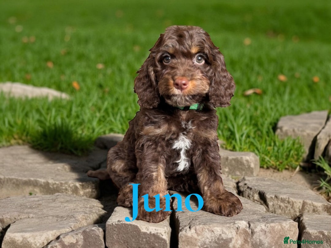 Cockapoo dogs for sale: ⭐️REDUCED⭐️ chocolate tri colour DNA clear F1 - Image 12