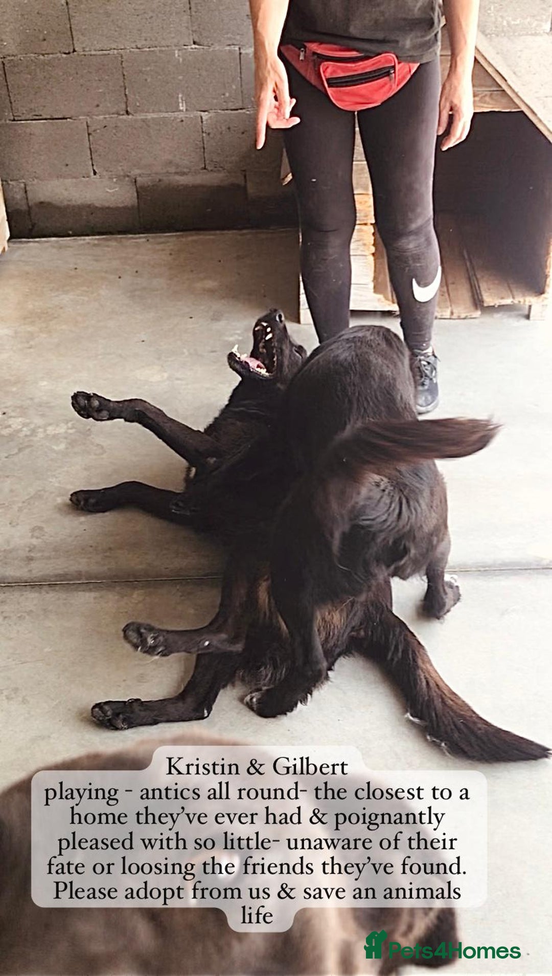 Mixed Breed dogs for adoption: Kristen, 1 yr approx. Available for adoption. in Brixham - Image 17