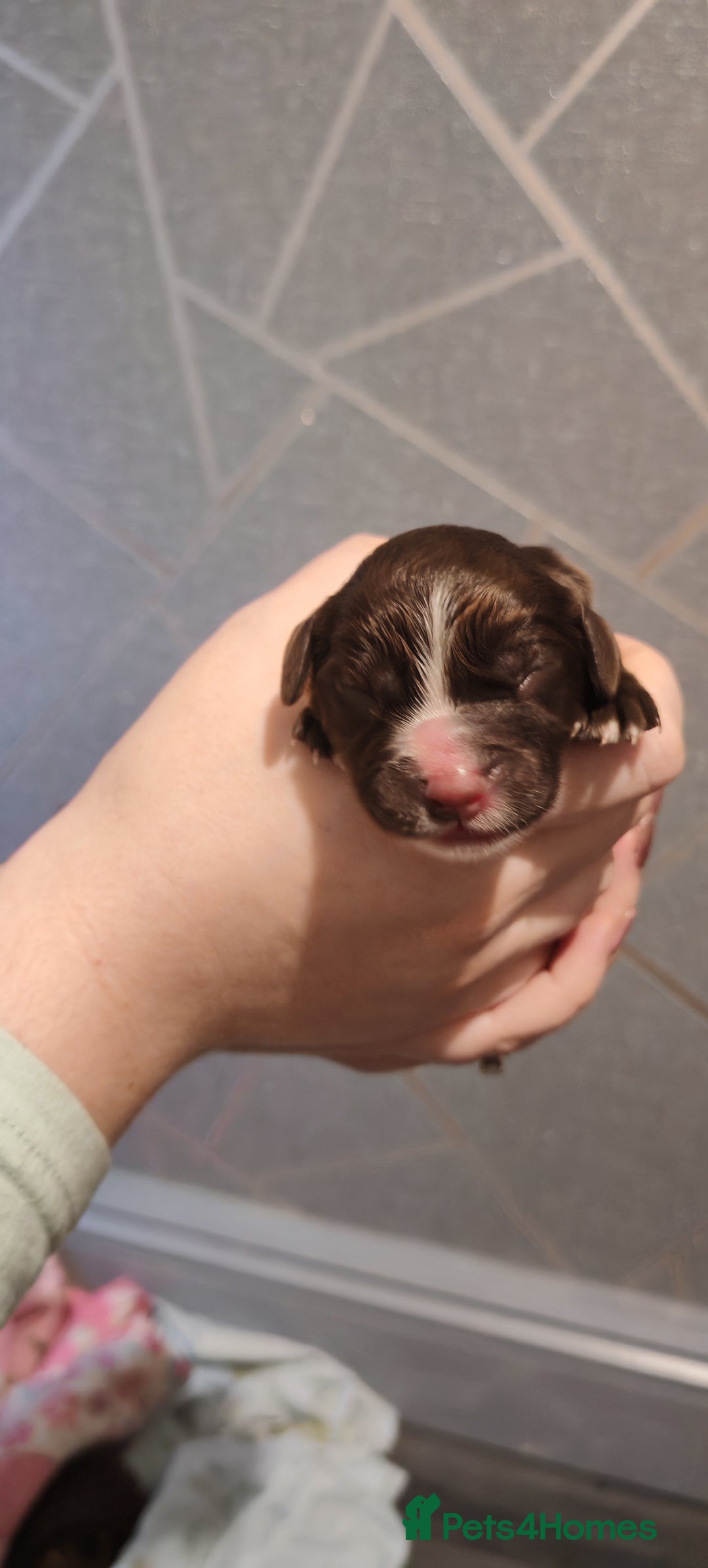 Sprocker dogs for sale: Beautiful sprocker puppies - Image 2