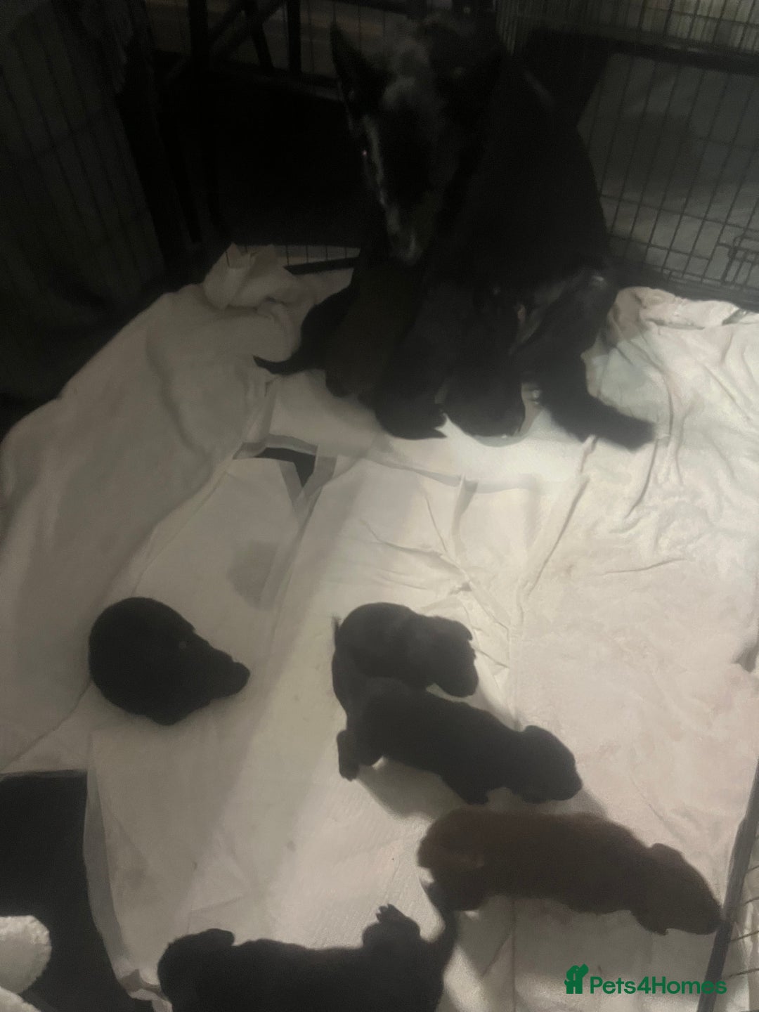 Mixed Breed dogs for sale: Belgian Shepherd x Goldador Puppies  - Advert 11