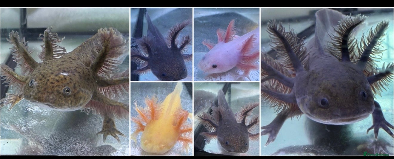 Axolotl reptiles Rescue Axolotls Looking For New Home  - Advert 1