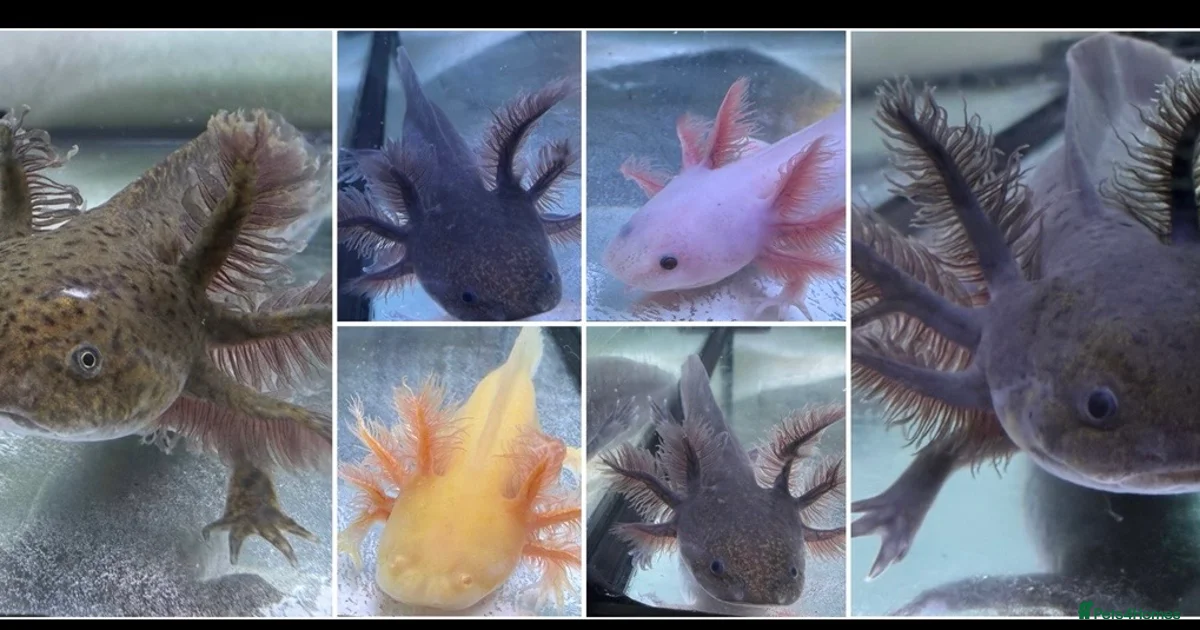 Axolotl Extinction Axolotl Reptiles for sale in England | Pets4Homes