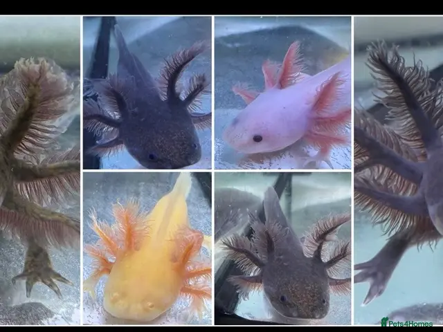 Axolotl reptiles for sale: Rescue Axolotls Looking For New Home - Advert 1