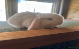 Mini Lop rabbits for sale: Sweet Baby Mini lops . - Image 5