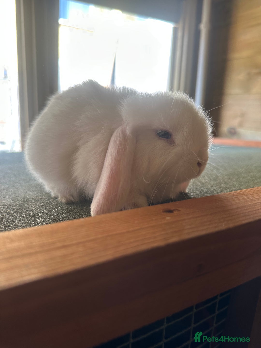 Mini Lop rabbits for sale: Sweet Baby Mini lops . - Image 5