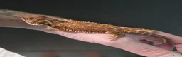 Bearded Dragon reptiles for sale: Red Monster blue bars and Hypos and Trans - Advert 12