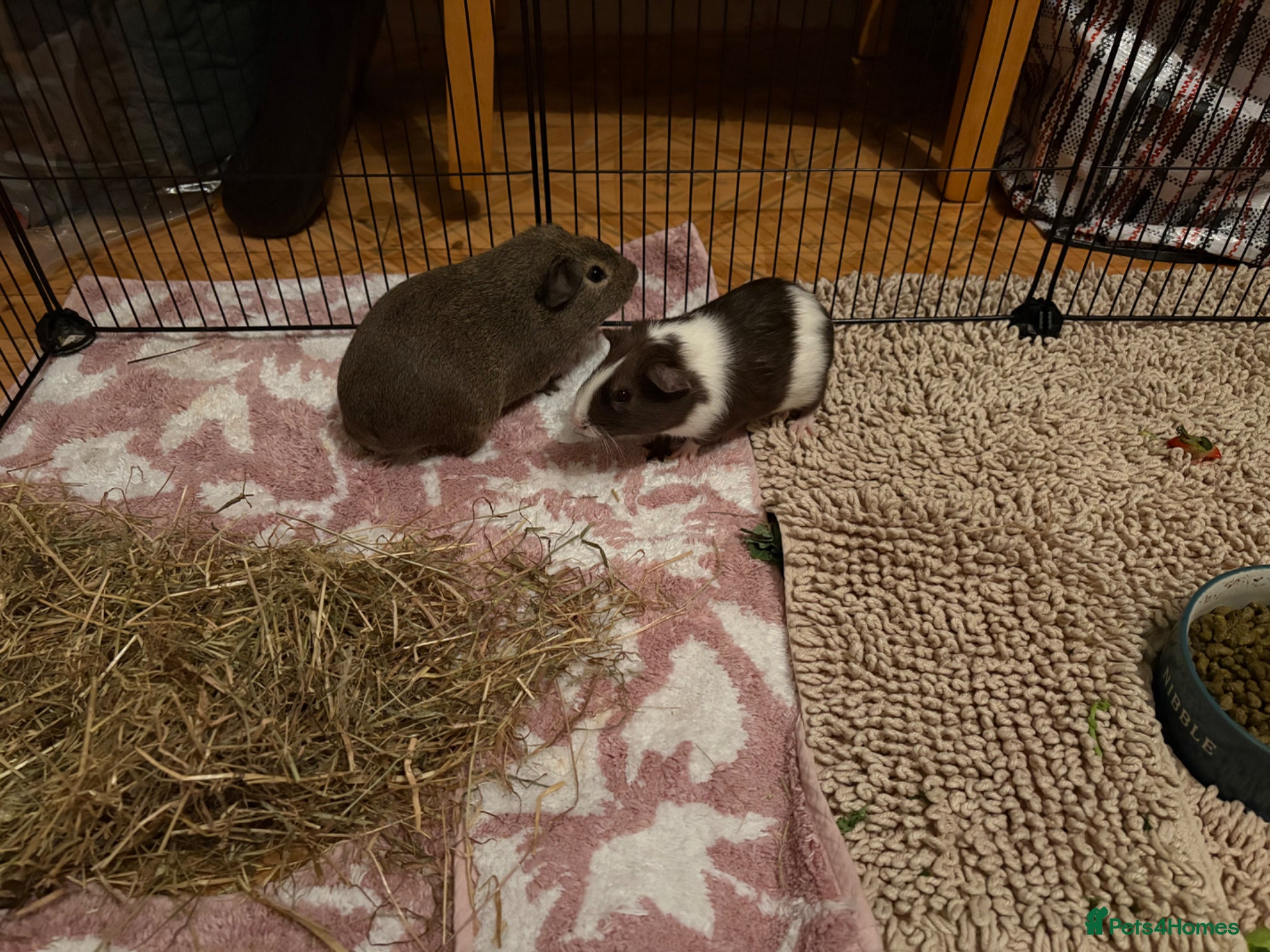 Guinea Pig rodents Baby Guinea Pigs  - Advert 17