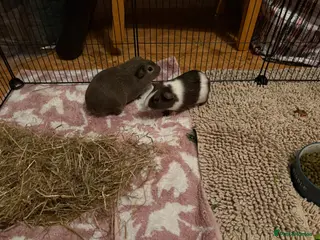 Guinea Pig rodents Baby Guinea Pigs - Advert 17