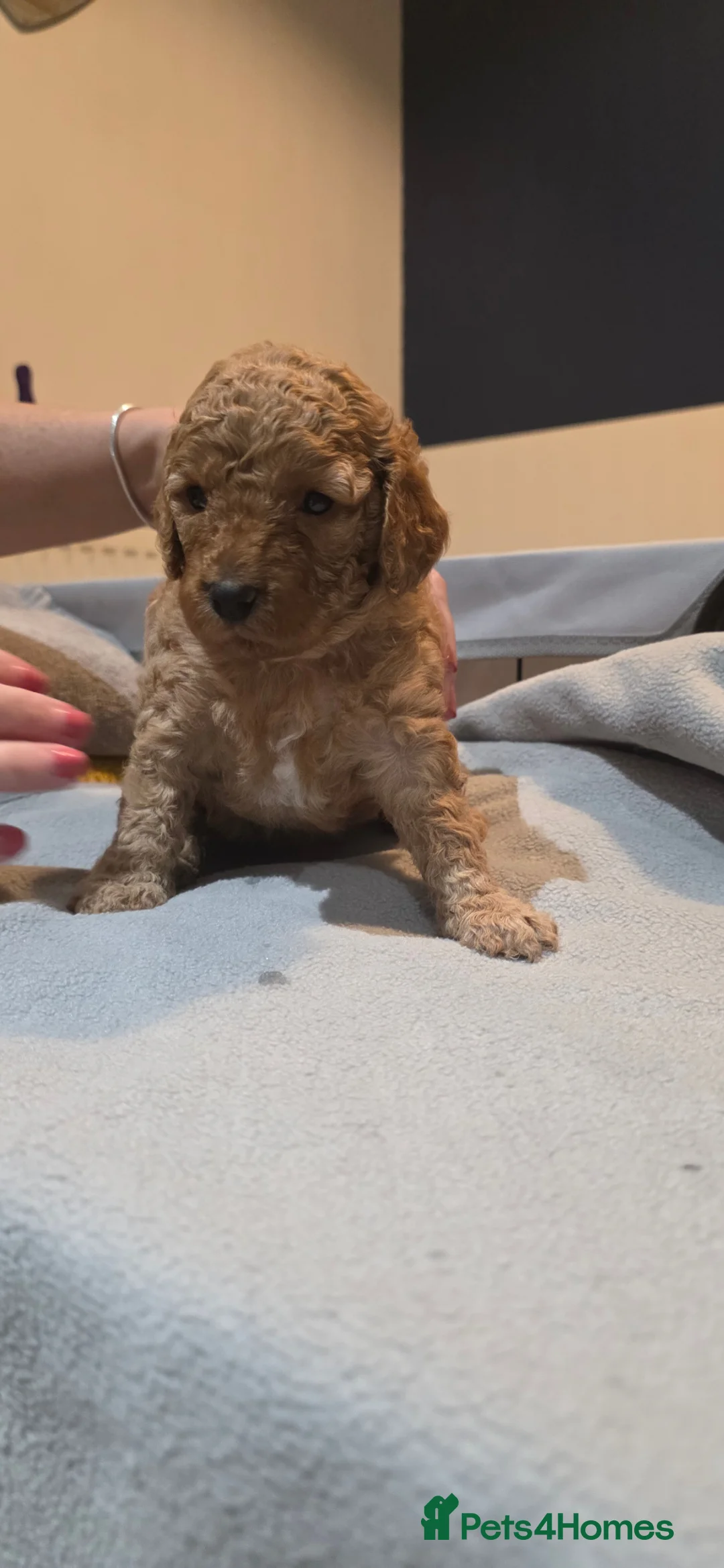 Cockapoo dogs for sale: Beautiful cockapoo puppies - Advert 16