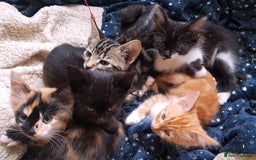 Mixed Breed cats for sale: Gorgeous adorable playful friendly kittens  - Image 1