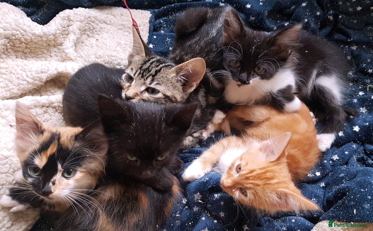 Mixed Breed cats - Advert 1
