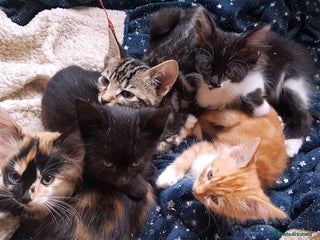 Mixed Breed cats - Advert 3