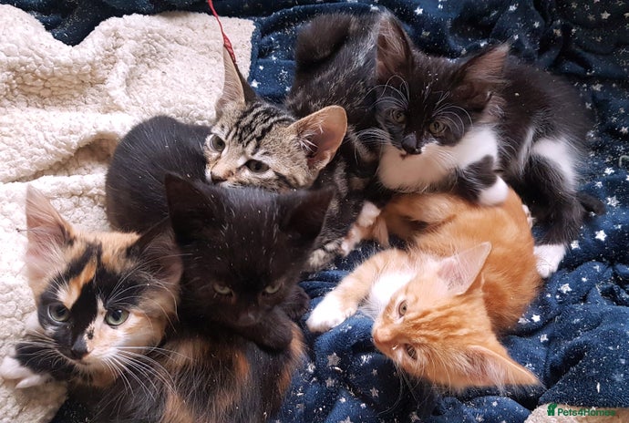 Mixed Breed cats - Advert 2