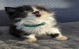 Persian cats for sale: Persian cross - Image 1