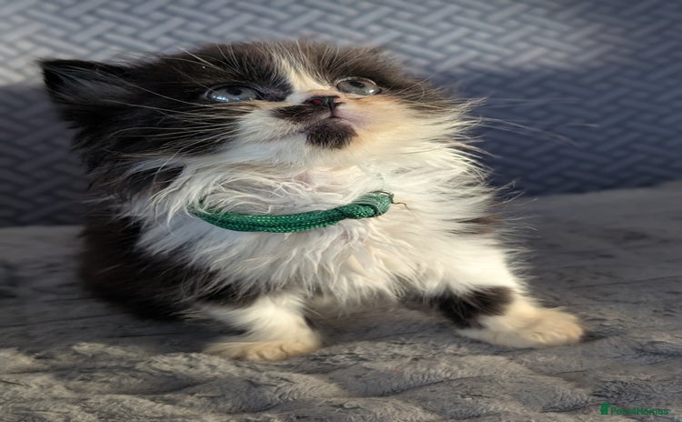 Persian cats - Advert 7