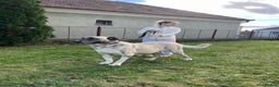 Anatolian Shepherd dogs for sale: Anatolian Shepherd(Malakli) - Advert 21
