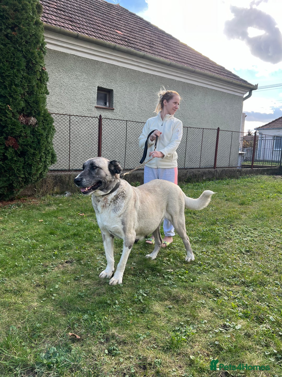 Anatolian Shepherd dogs for sale: Anatolian Shepherd(Malakli) - Advert 21