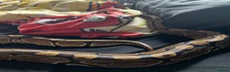 Python Snake reptiles for sale: Female Royal Ball Python + Full Enclosure Setup - Advert 5