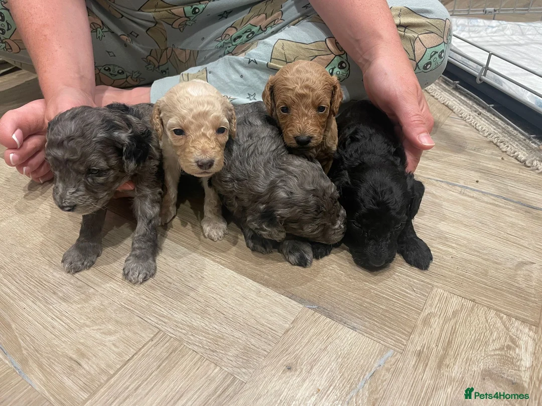 Miniature Poodle dogs for stud: Toy Merle poodle stud  in Shildon - Advert 7