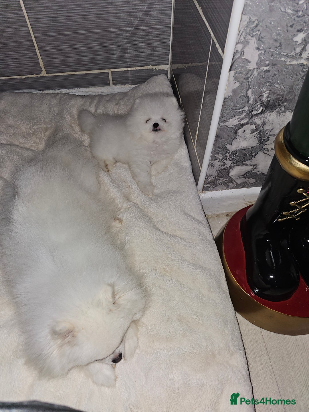 Pomeranian dogs for sale: Pure white boy - Advert 2