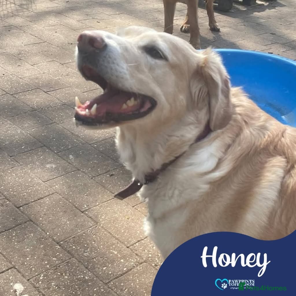 Mixed Breed dogs Meet Honey,  currently residing in Guilford  in Guildford - Advert 13