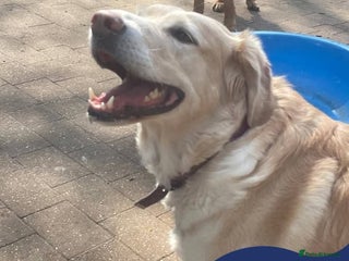 Mixed Breed dogs in Guildford - Advert 31