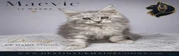 Maine Coon cats for sale: Ready Now - 5 Top Pedigree MCO Kittens in Coventry - Advert 4