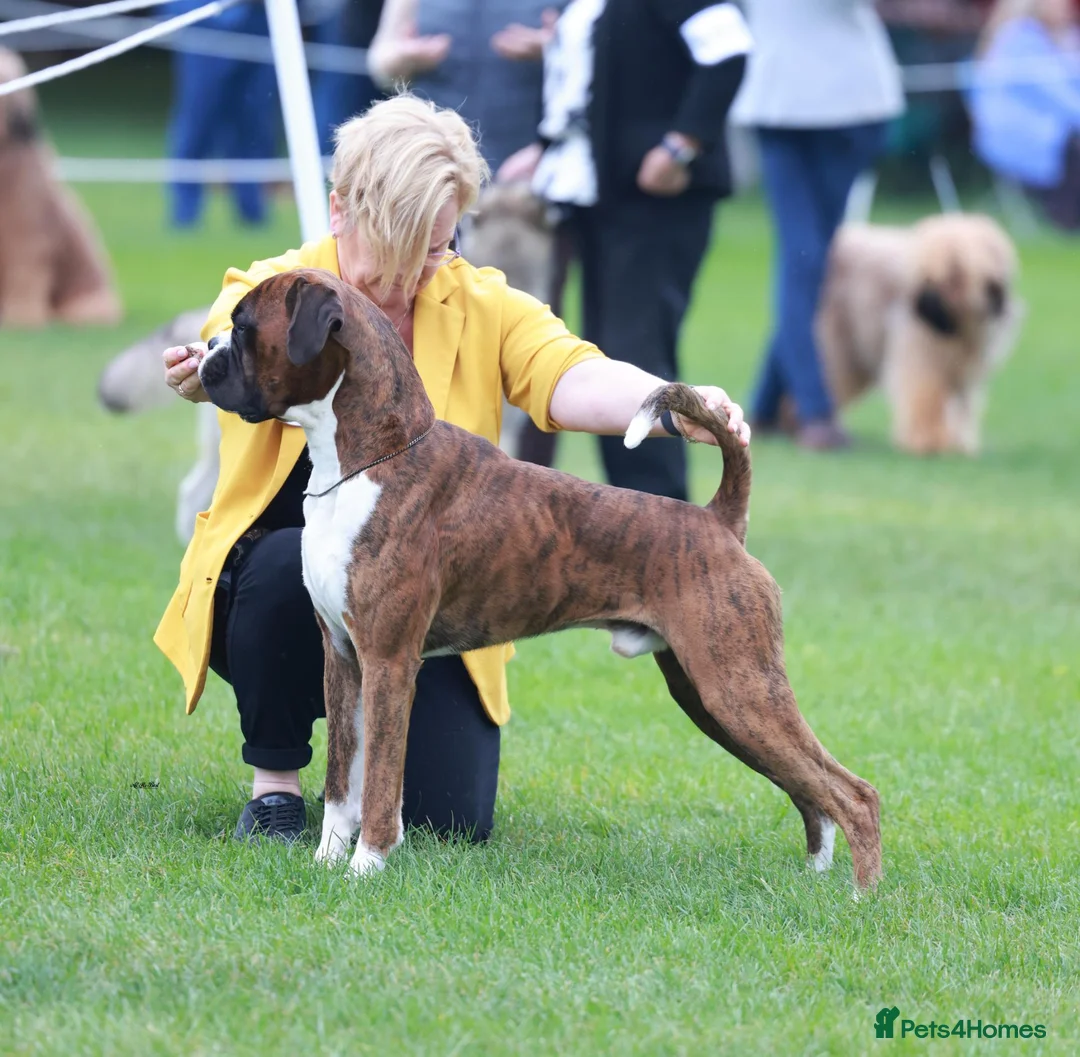 Boxer dogs for stud: CHAMPION B&W Boxer Dog HT1 Sires Reds & Brindles - Advert 2
