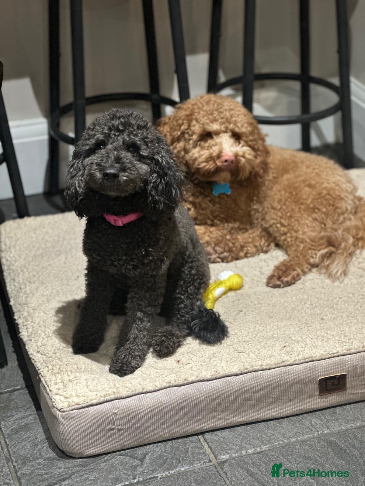 Cockapoo dogs for sale: Beautiful F2B Toy Cockapoo Puppies Ready 1st July  - Advert 1